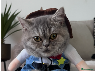 Exotic cats Dora - Advert 1