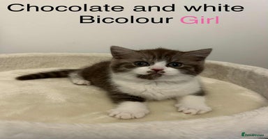 British Shorthair cats - Advert 2