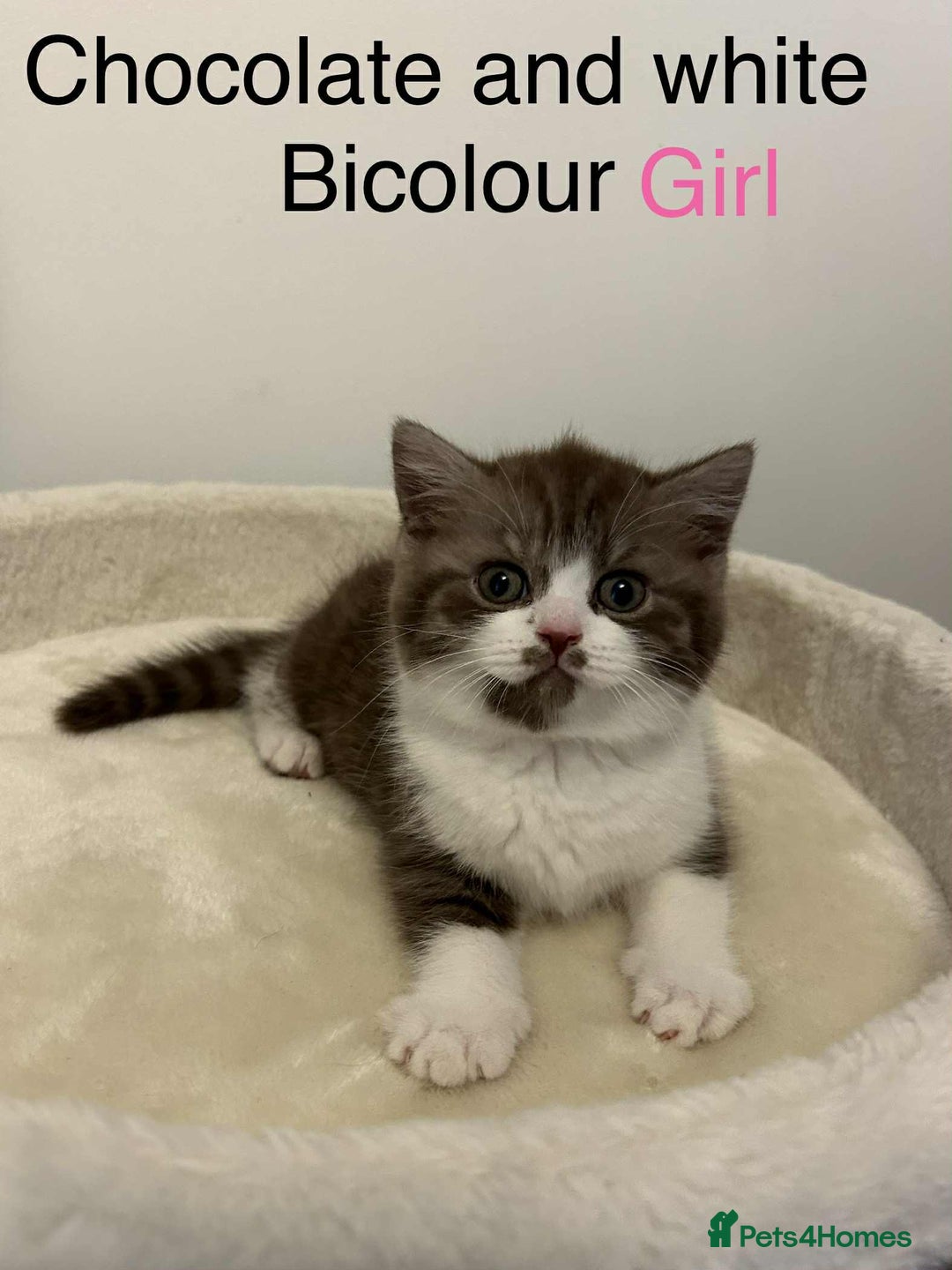British Shorthair cats for sale: BSH Kittens - Image 3