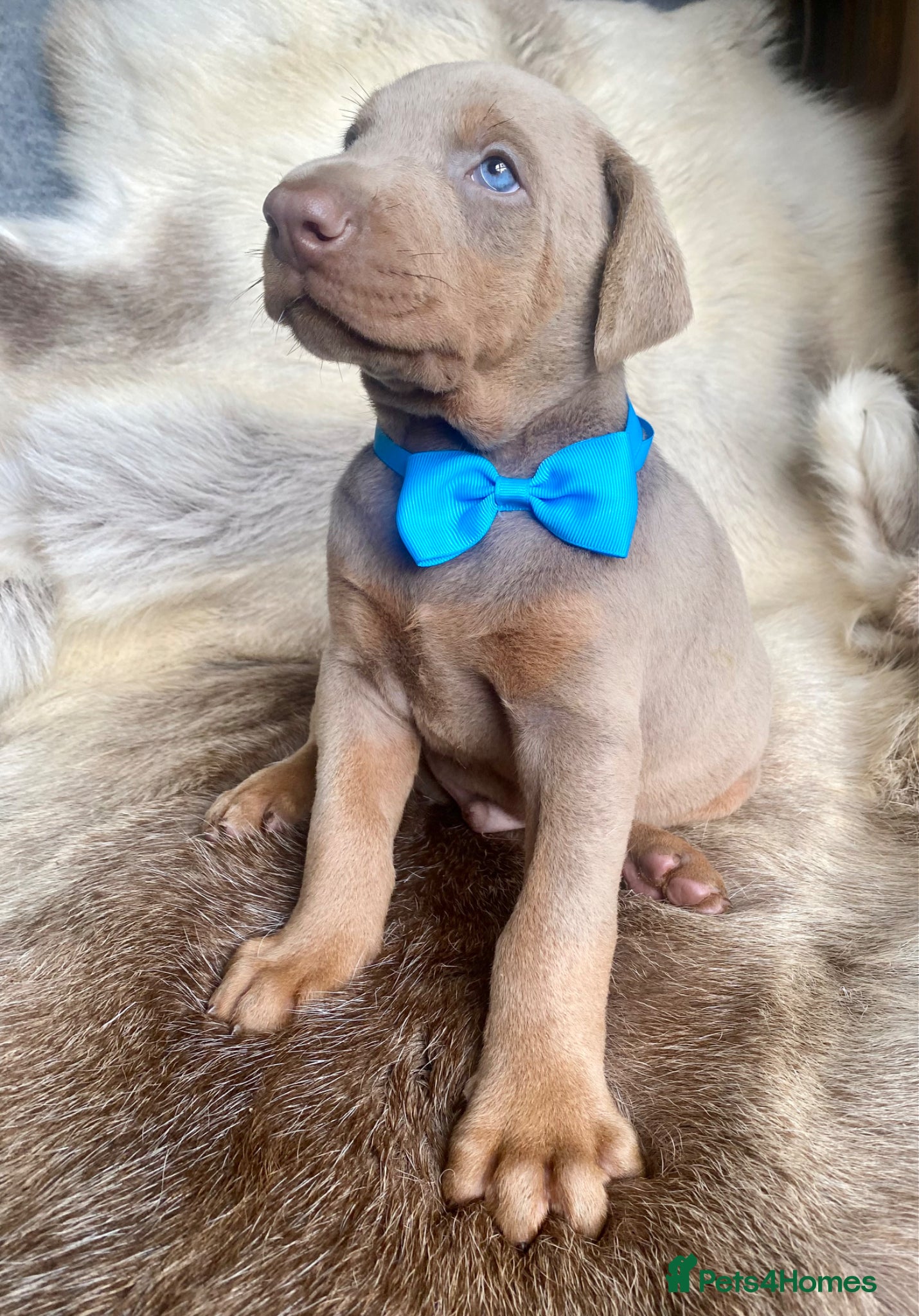 Dobermann dogs for sale: *KC REGISTERED* HEALTH TESTED DOBERMAN PUPPIES - Advert 8