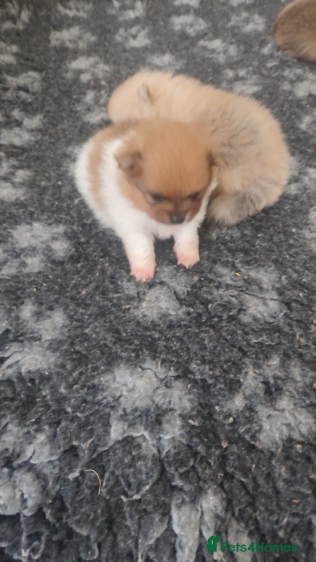 Pomeranian dogs for sale: Top Quality -KC registered  - Image 28
