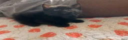 Mixed Breed cats for sale: Kittens  - Advert 26