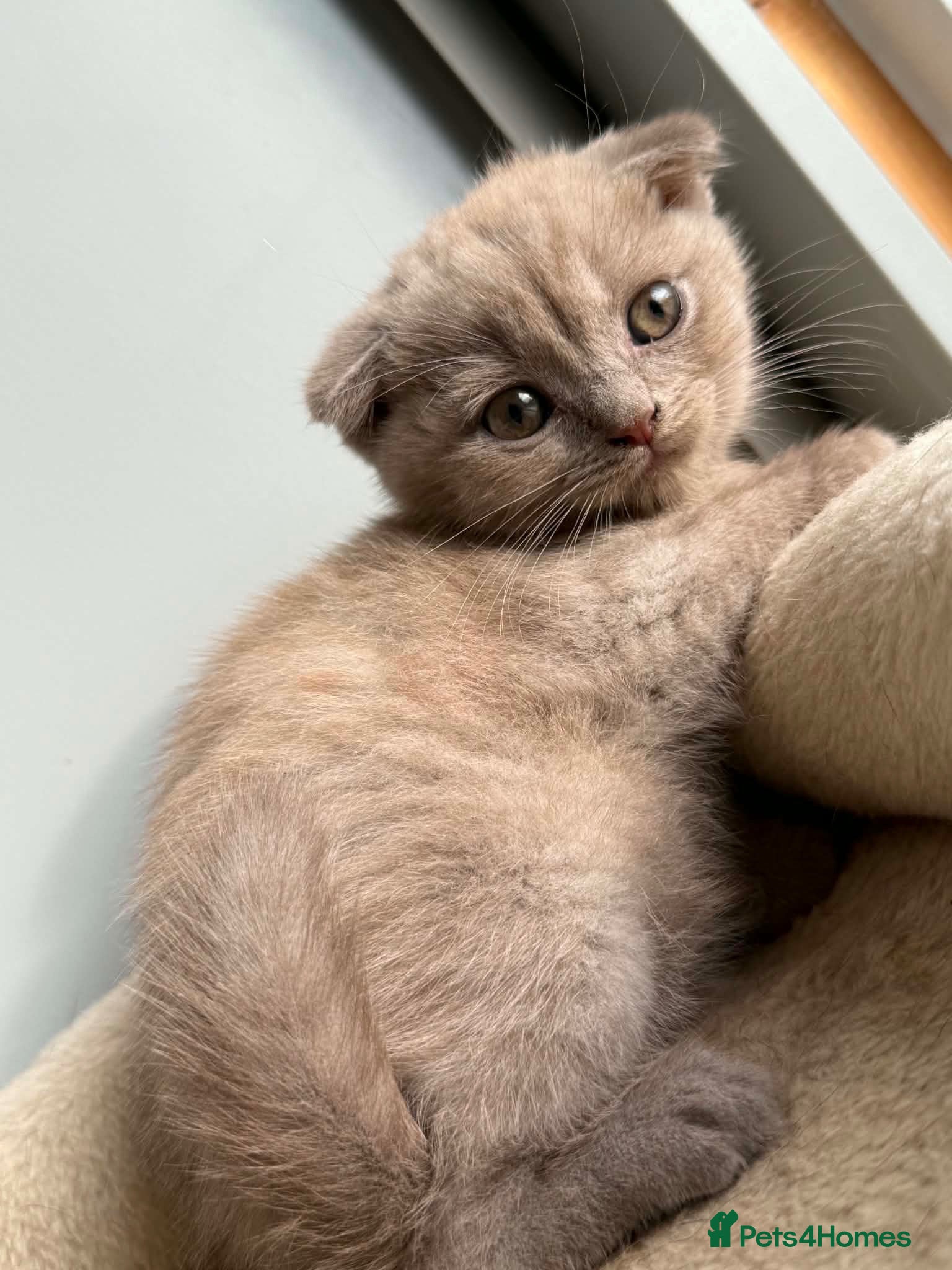 Scottish Fold cats 😻Scottish fold last boy available 🥰🥰🥰 - Advert 2