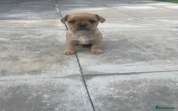 Mixed Breed dogs for sale: French bull dog x jack russel - Image 8