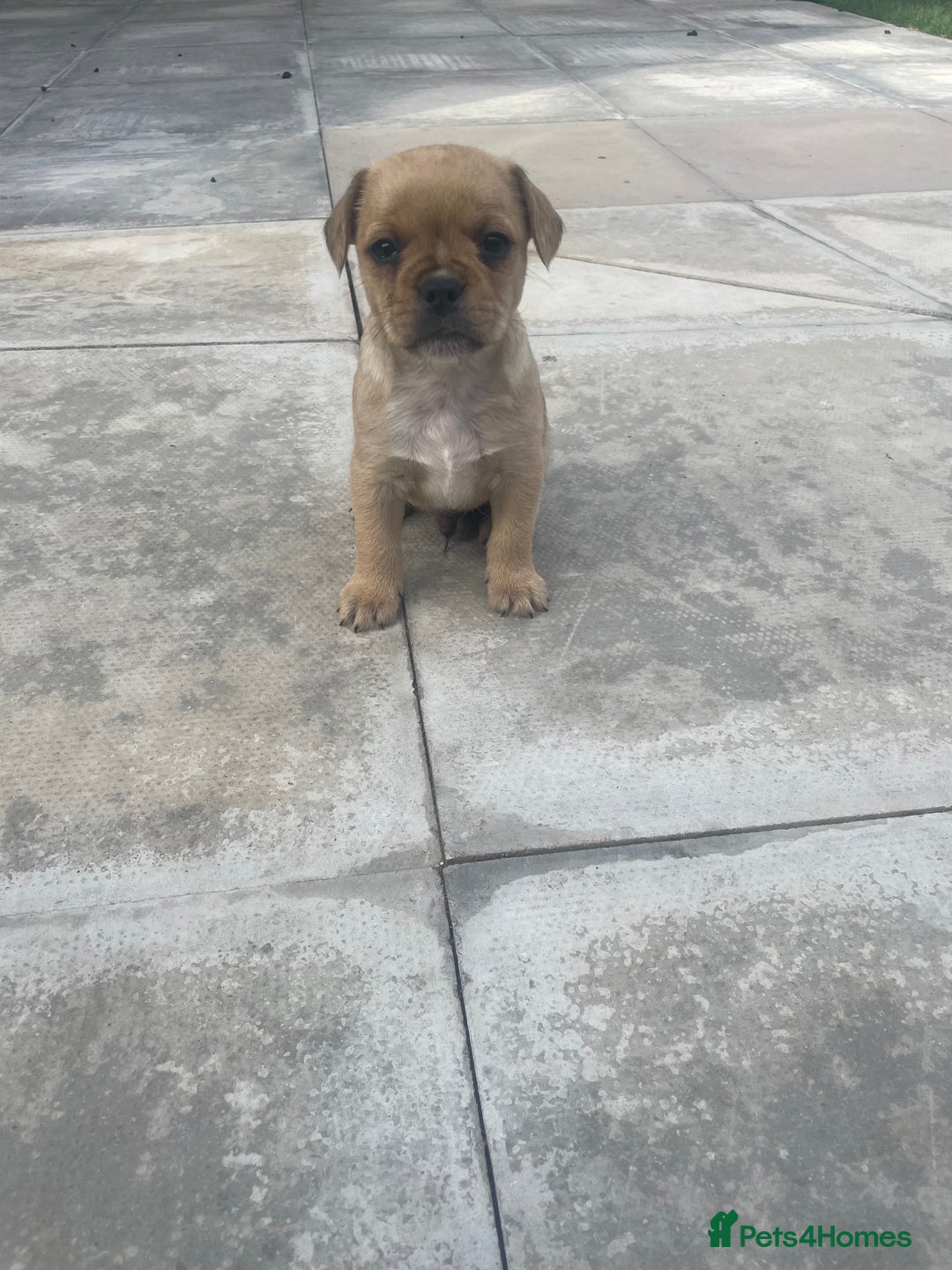 Mixed Breed dogs for sale: French bull dog x jack russel - Image 8