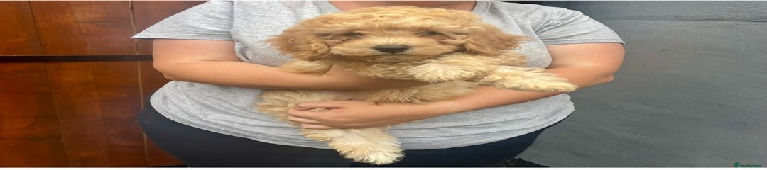 Cavapoo Puppy 1