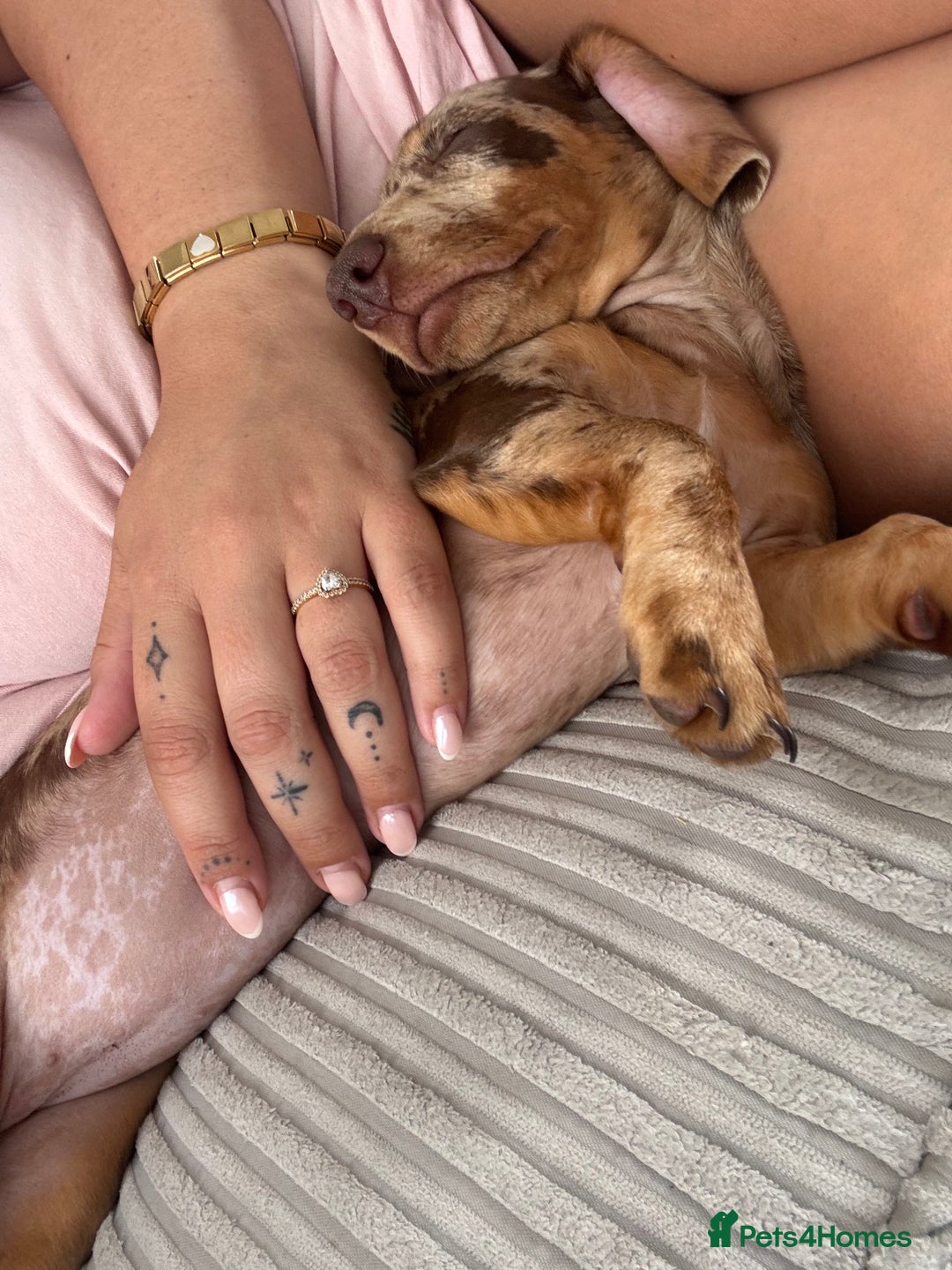 Miniature Dachshund dogs for sale: Beautiful Dolly - Image 5