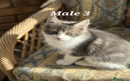 Maine Coon cats for sale:  Stunning XXL Pedigree Maine Coon Kittens - Image 3