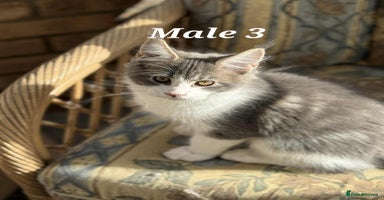 Maine Coon cats - Advert 8