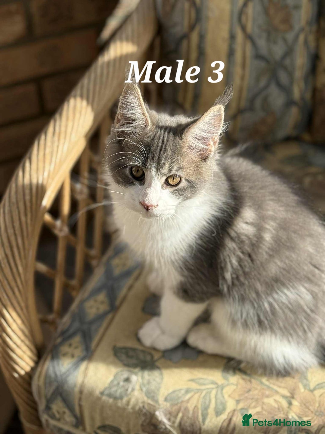 Maine Coon cats for sale:  Stunning XXL Pedigree Maine Coon Kittens - Image 3