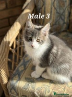 Maine Coon cats - Advert 8