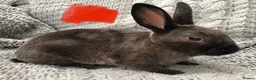 Rex rabbits for sale: Beautiful velvet mini Rex & Rex rabbits - Advert 3
