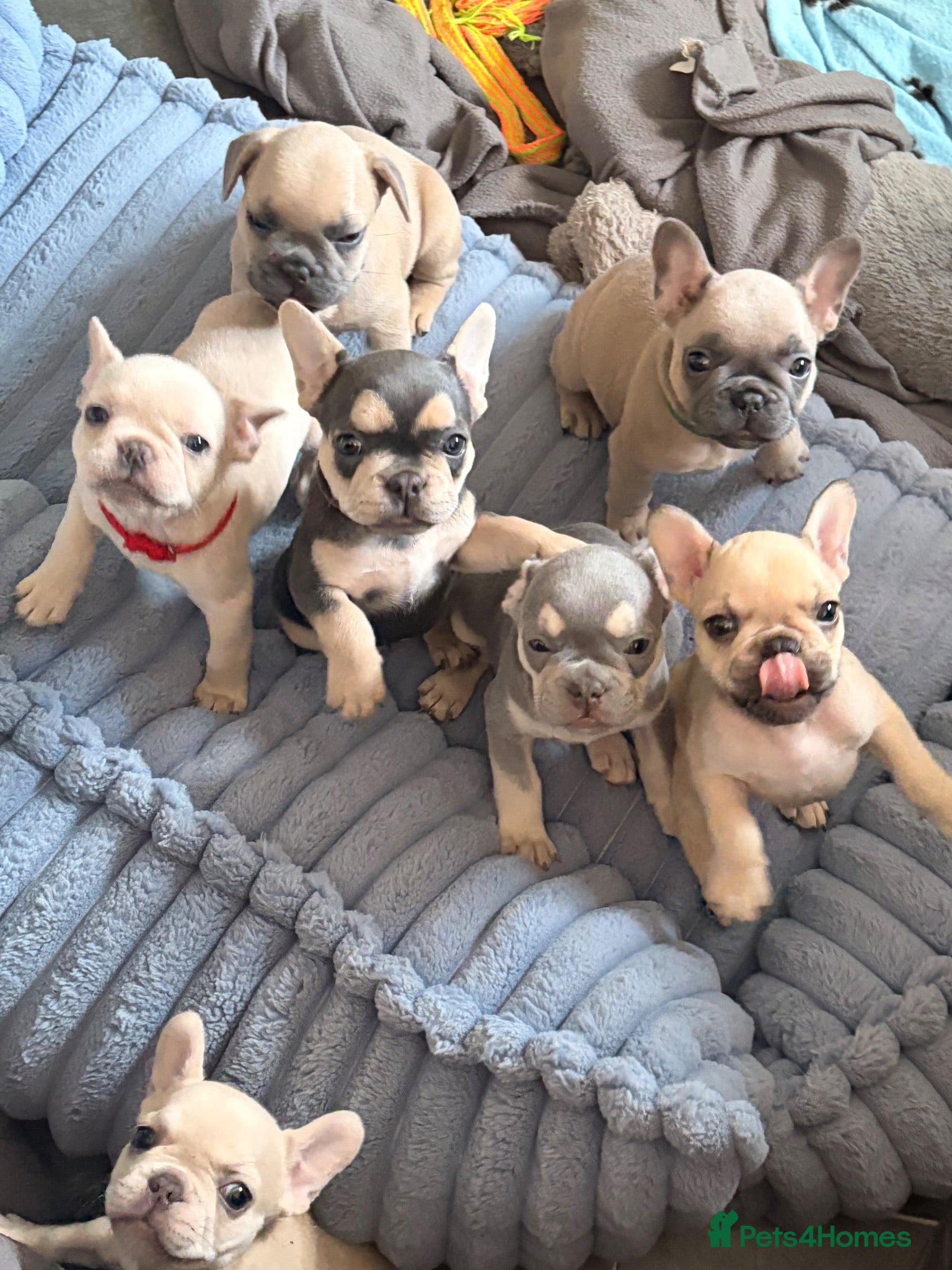 French Bulldog dogs Beautiful KC Registered French Bulldog Puppies 🐾 - Advert 17