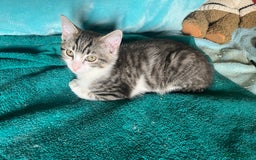 Ragdoll cats for sale: Ragdoll Cross Female Kittens - Image 16