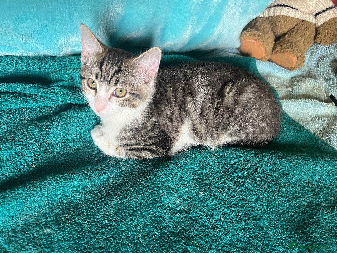Ragdoll cats for sale: Ragdoll Cross Female Kittens - Image 16