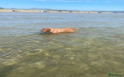 Dogue De Bordeaux dogs for stud: Stunning Dogue de Bordeaux‘s for stud  in Nottingham - Image 15