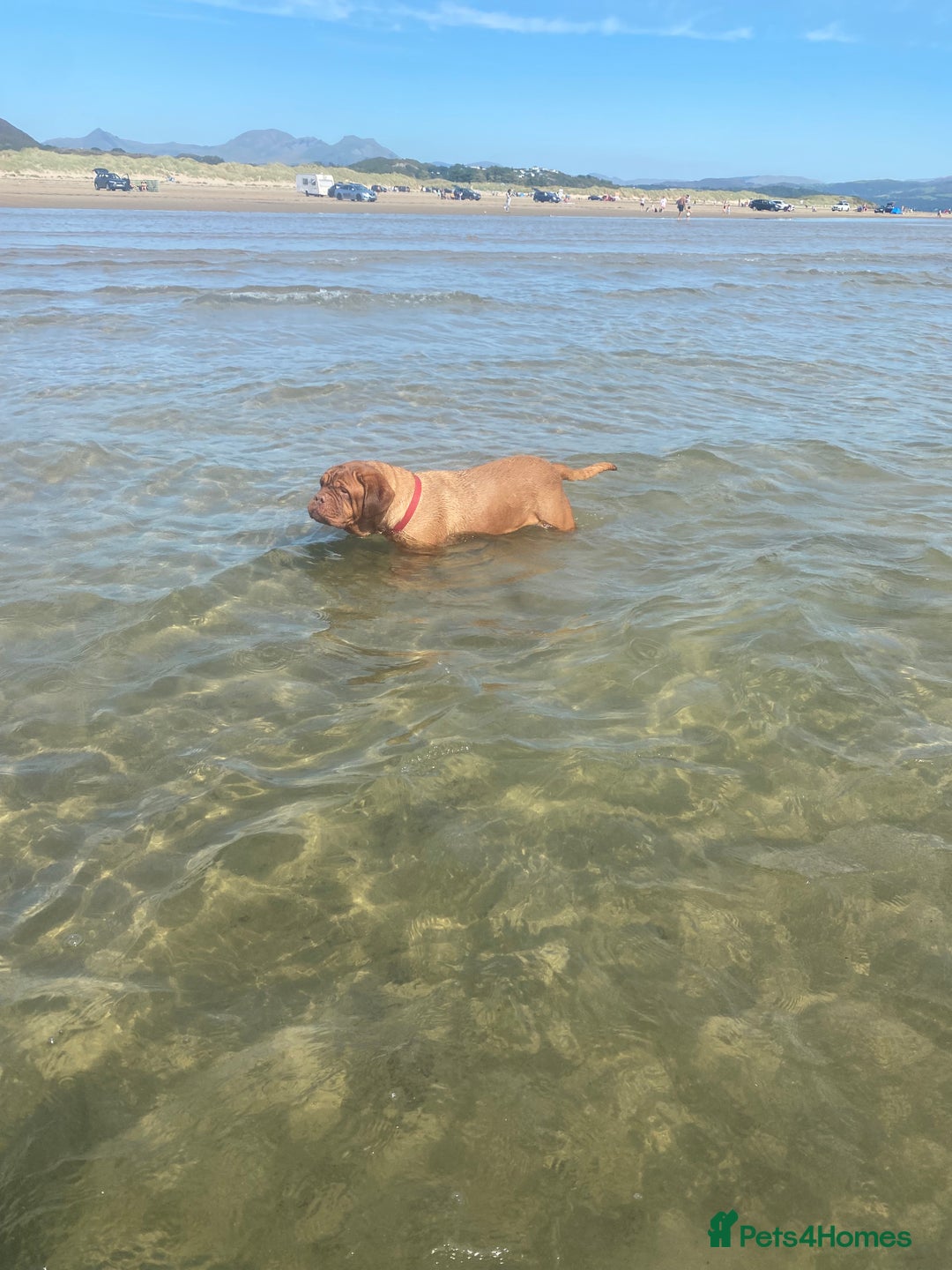 Dogue De Bordeaux dogs for stud: Stunning Dogue de Bordeaux‘s for stud  in Nottingham - Image 15