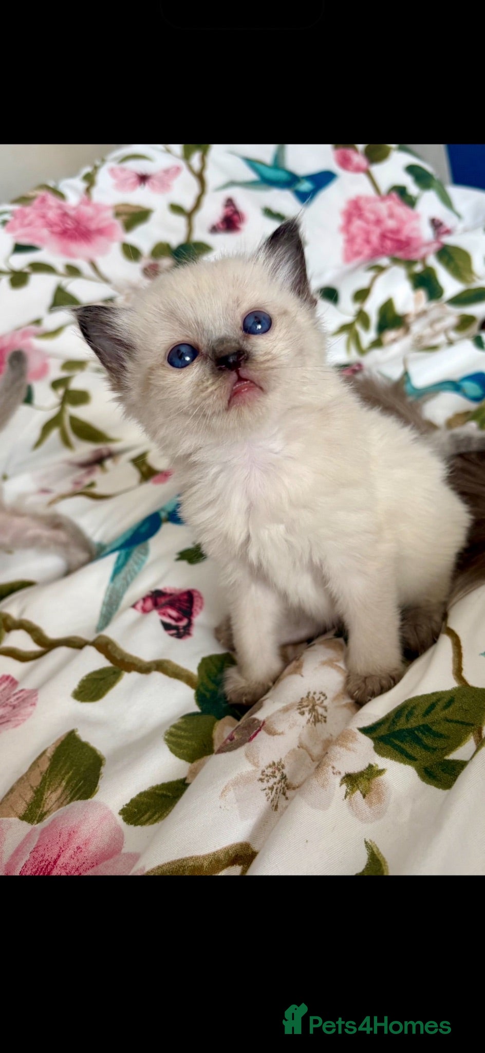 Ragdoll cats ♥️💙 ADORABLE GCCF KITTENS ❤️💙 - Advert 14