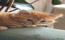 Munchkin cats for sale: Adorable Apricot-Marmalade Tabby Munchkin Male Kit - Image 5