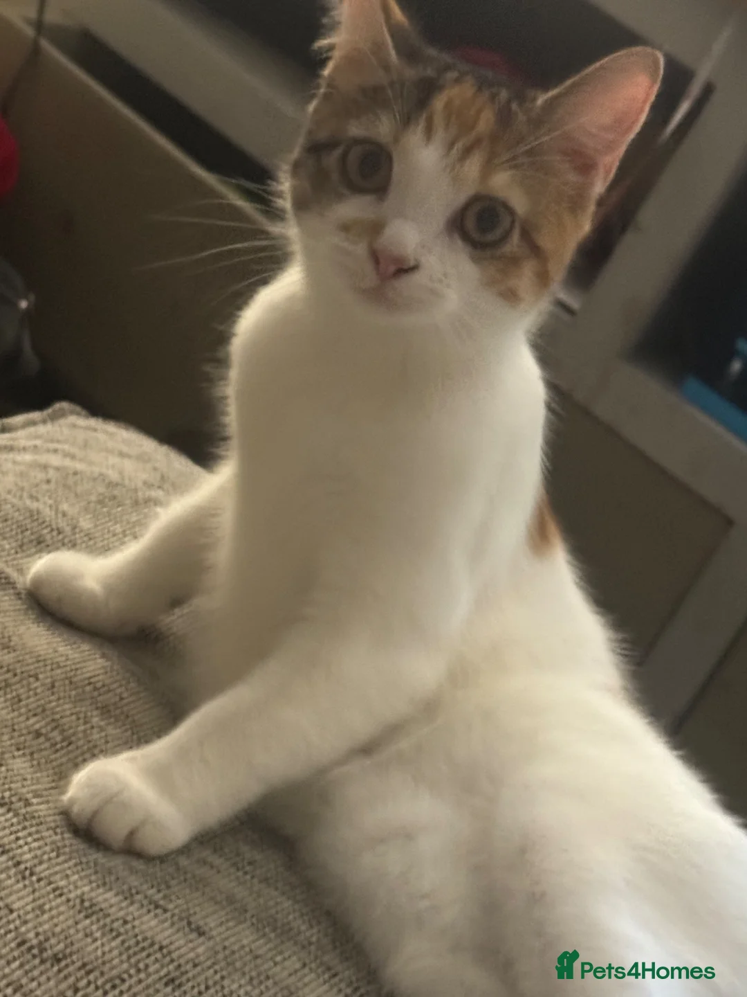 Mixed Breed cats for sale: Two females  - Advert 2