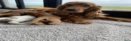 Cocker Spaniel dogs for sale: KC/ Healthtested parents. Showtype cockerspaniel🌸 - Advert 12