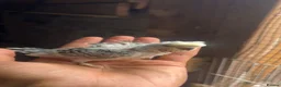 Cockatiels birds for sale: Budgie baby - Advert 3
