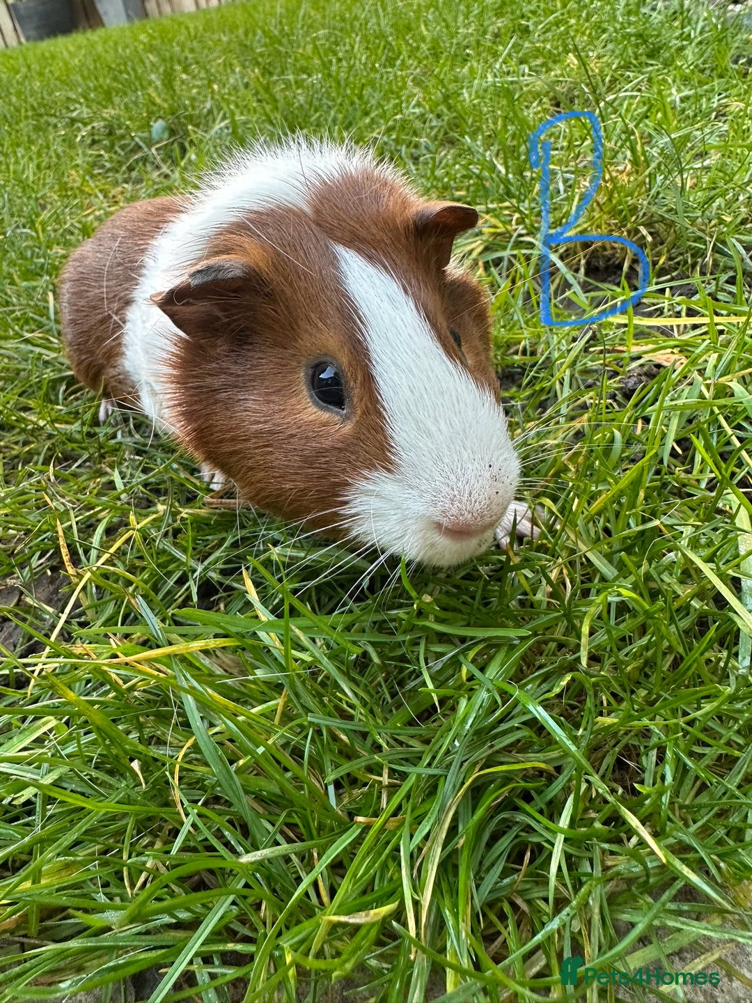 Guinea Pig rodents for sale: Guinea Pigs For Sale  - Advert 1