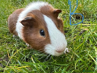 Guinea Pig rodents Guinea Pigs For Sale - Advert 5