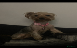 Yorkshire Terrier dogs for sale: 4 beautiful Yorkshire terrier pups  - Image 3