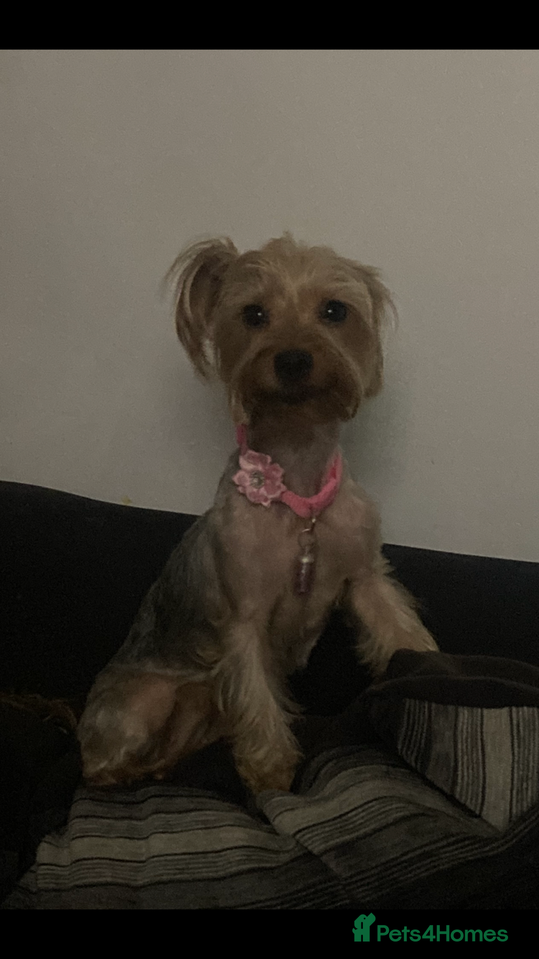 Yorkshire Terrier dogs for sale: 4 beautiful Yorkshire terrier pups  - Image 3