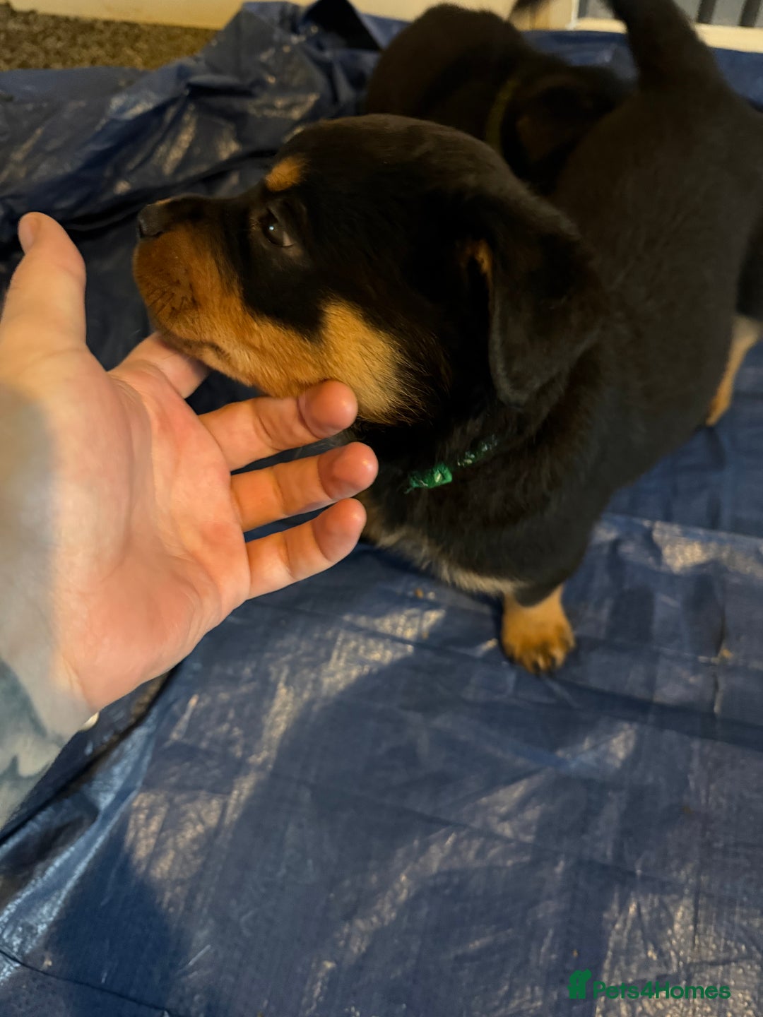 Mixed Breed dogs for sale: Beautiful chunky 3/4 Rottweiler 1/4 sharpei pups  - Advert 20