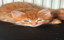 Maine Coon cats for sale: Beautiful mixed breed kittens  - Image 7