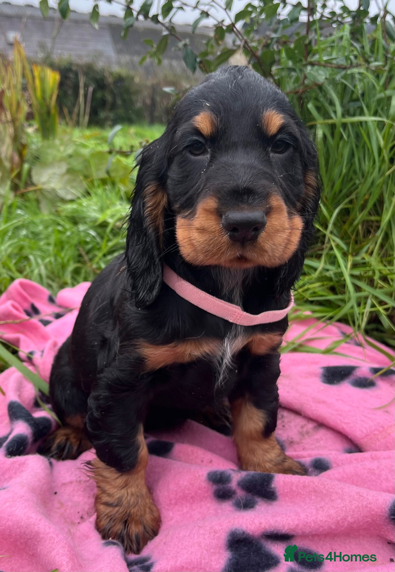 Cocker Spaniel dogs Stunning show type cocker spaniel puppies  - Advert 1