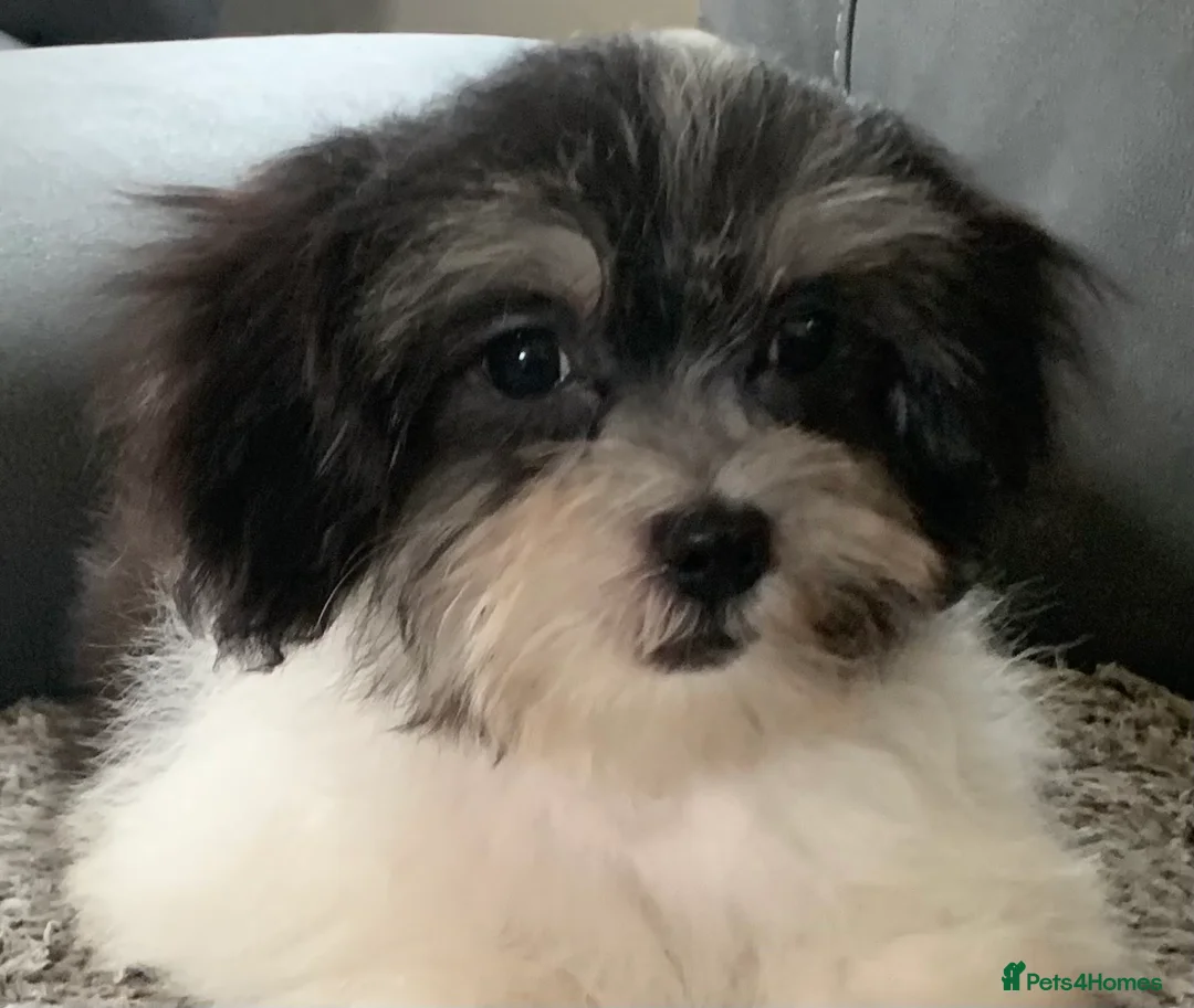 Maltese dogs for sale: Two beautiful little boys  - Advert 2