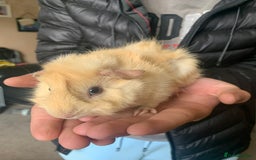 Guinea Pig rodents for sale: 2 male bore Guinea pigs  - Image 3