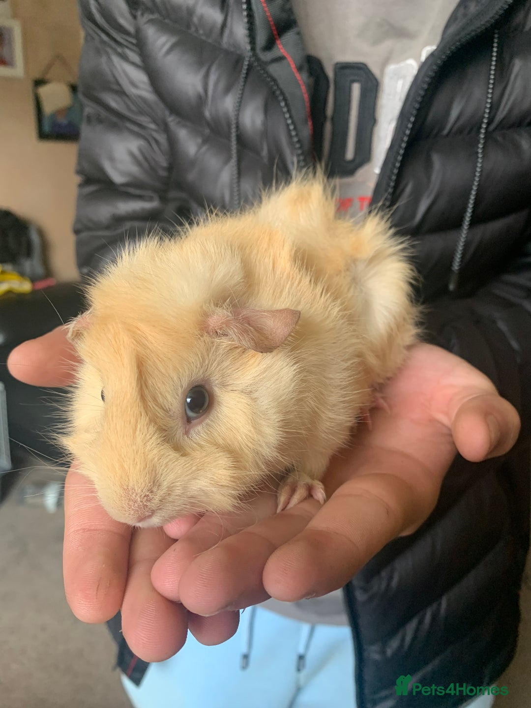 Guinea Pig rodents for sale: 2 male bore Guinea pigs  - Image 3