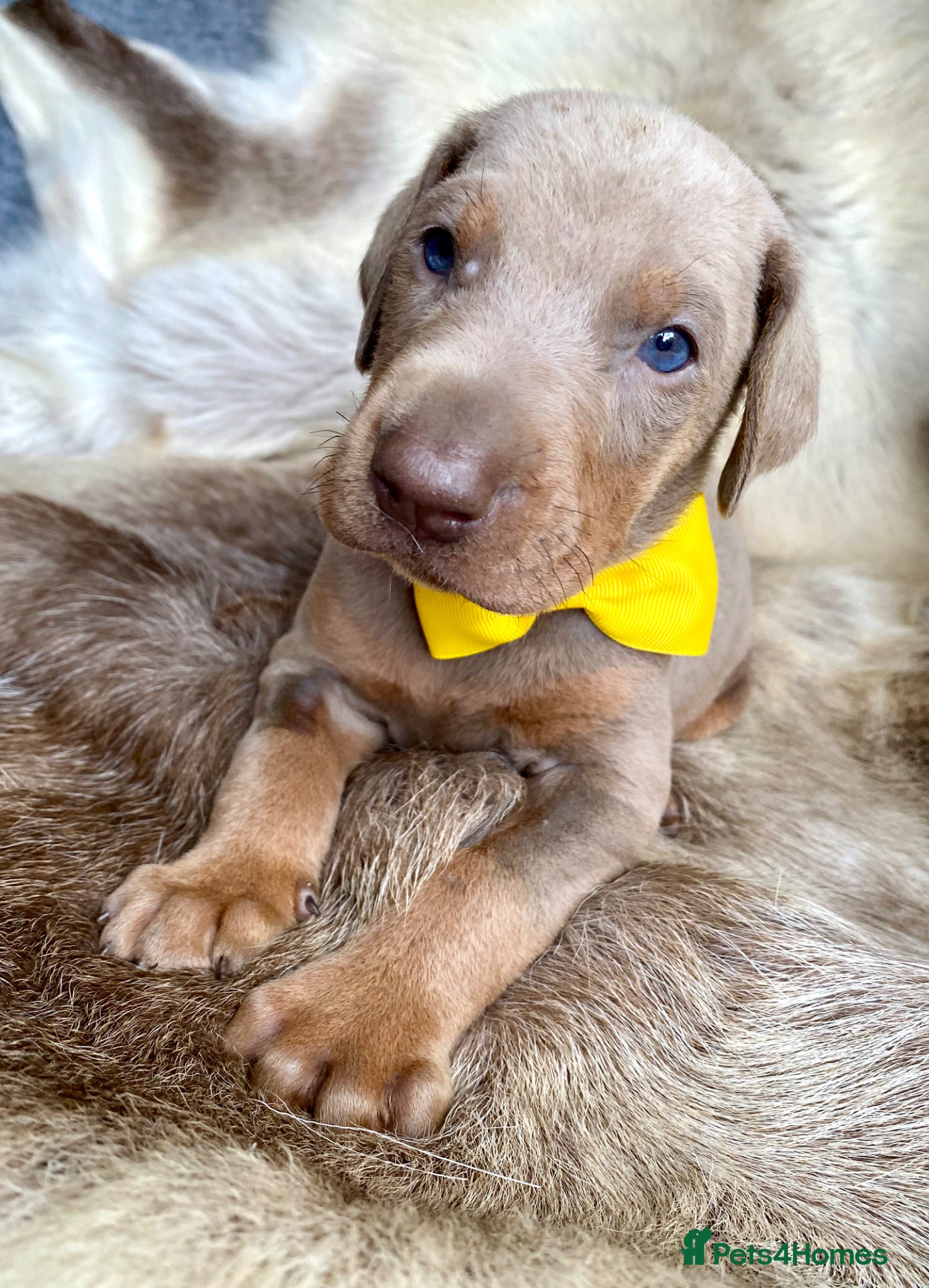Dobermann dogs for sale: *KC REGISTERED* HEALTH TESTED DOBERMAN PUPPIES - Advert 16
