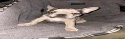 French Bulldog dogs for sale: French bulldog puppy in Nuneaton - Advert 4