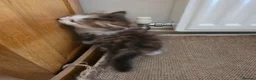 Siberian cats for sale: Pure gorgeous Siberian Kittens  - Advert 21