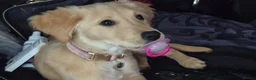 Golden Retriever dogs for sale: Golden retriever  - Advert 3