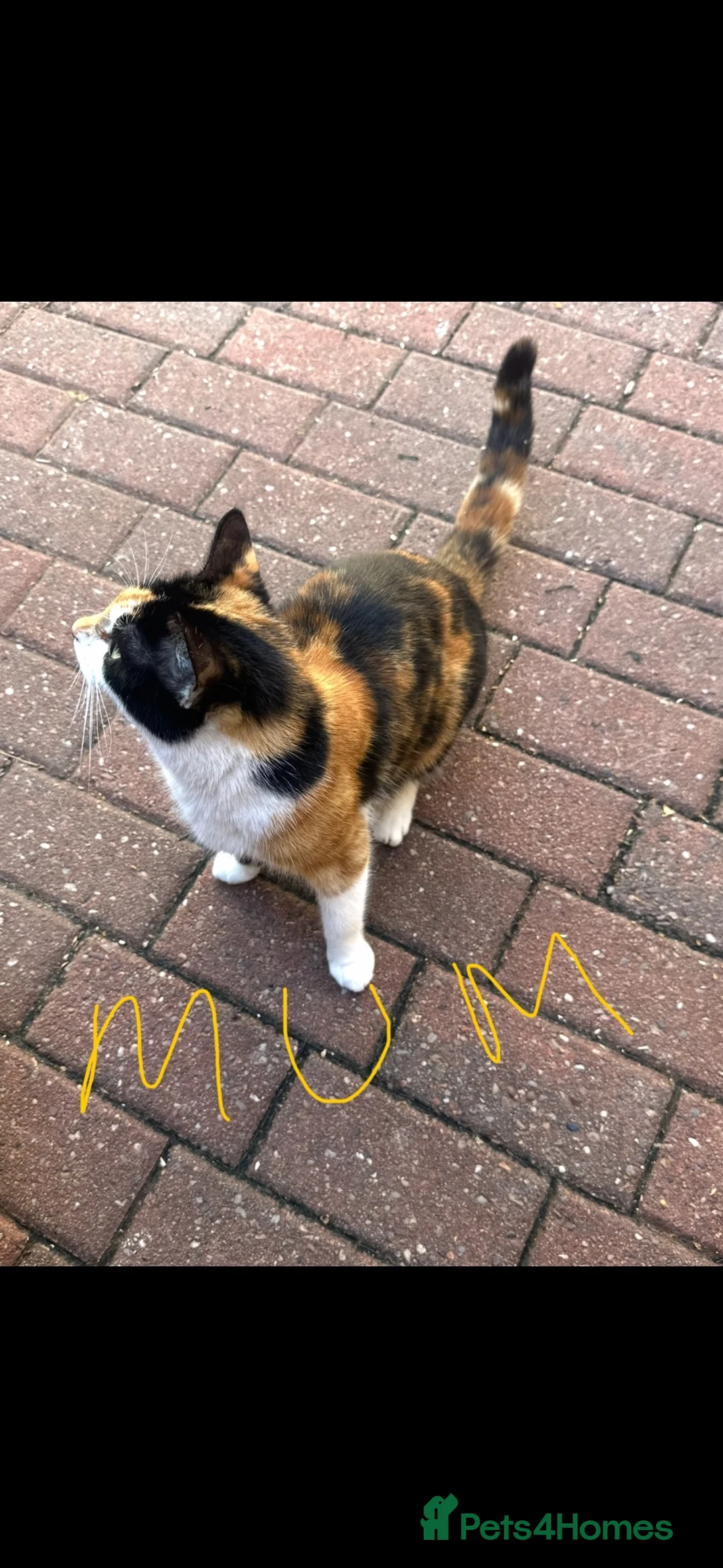 Mixed Breed cats for sale: Calico Kittens For Sale! (Ready to Leave) in Manchester - Advert 13