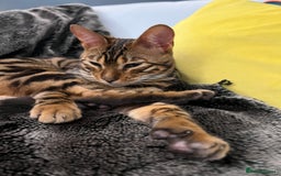Bengal cats for sale: Beautiful Bengal kitten 7 months - Advert 1