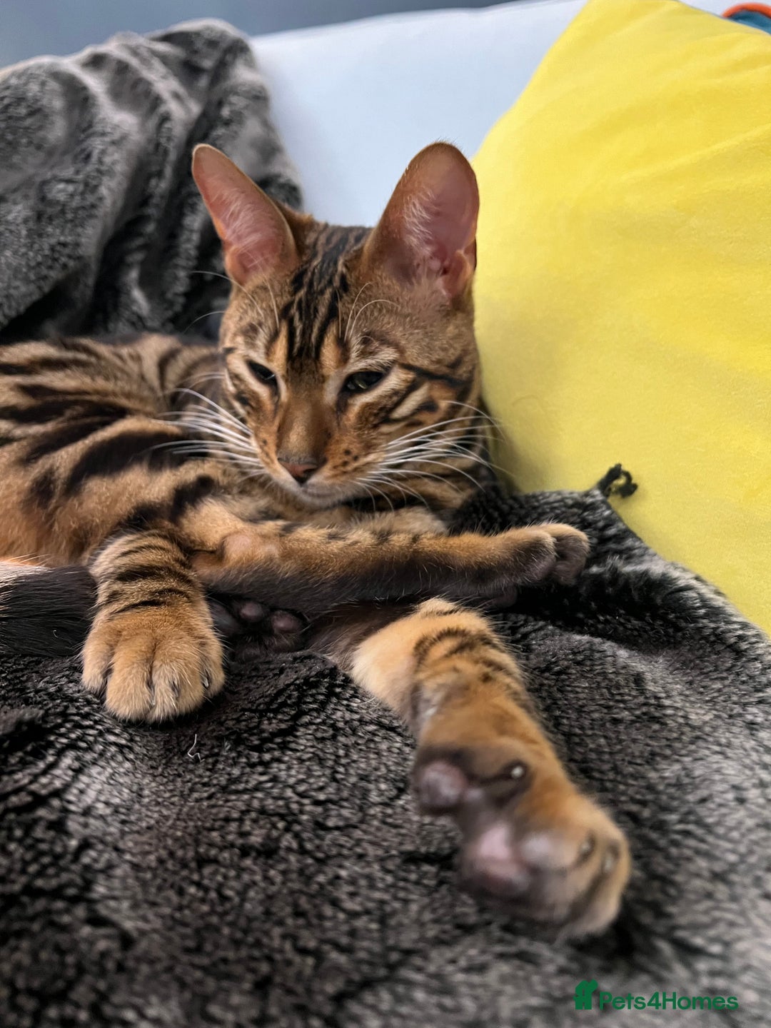 Bengal cats for sale: Beautiful Bengal kitten 7 months - Advert 1