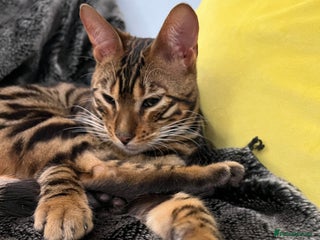 Bengal cats for sale: Beautiful Bengal kitten 7 months - Advert 1