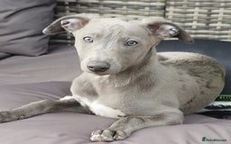 Whippet dogs for stud: Blue whippet at Stud  - Image 3
