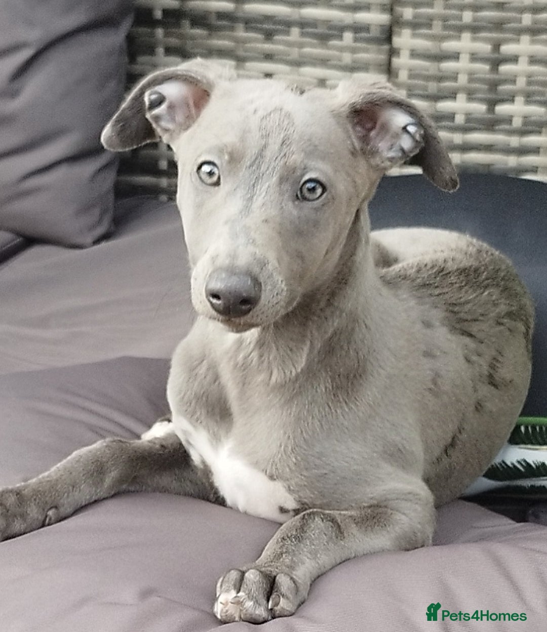 Whippet dogs for stud: Blue whippet at Stud  - Image 3