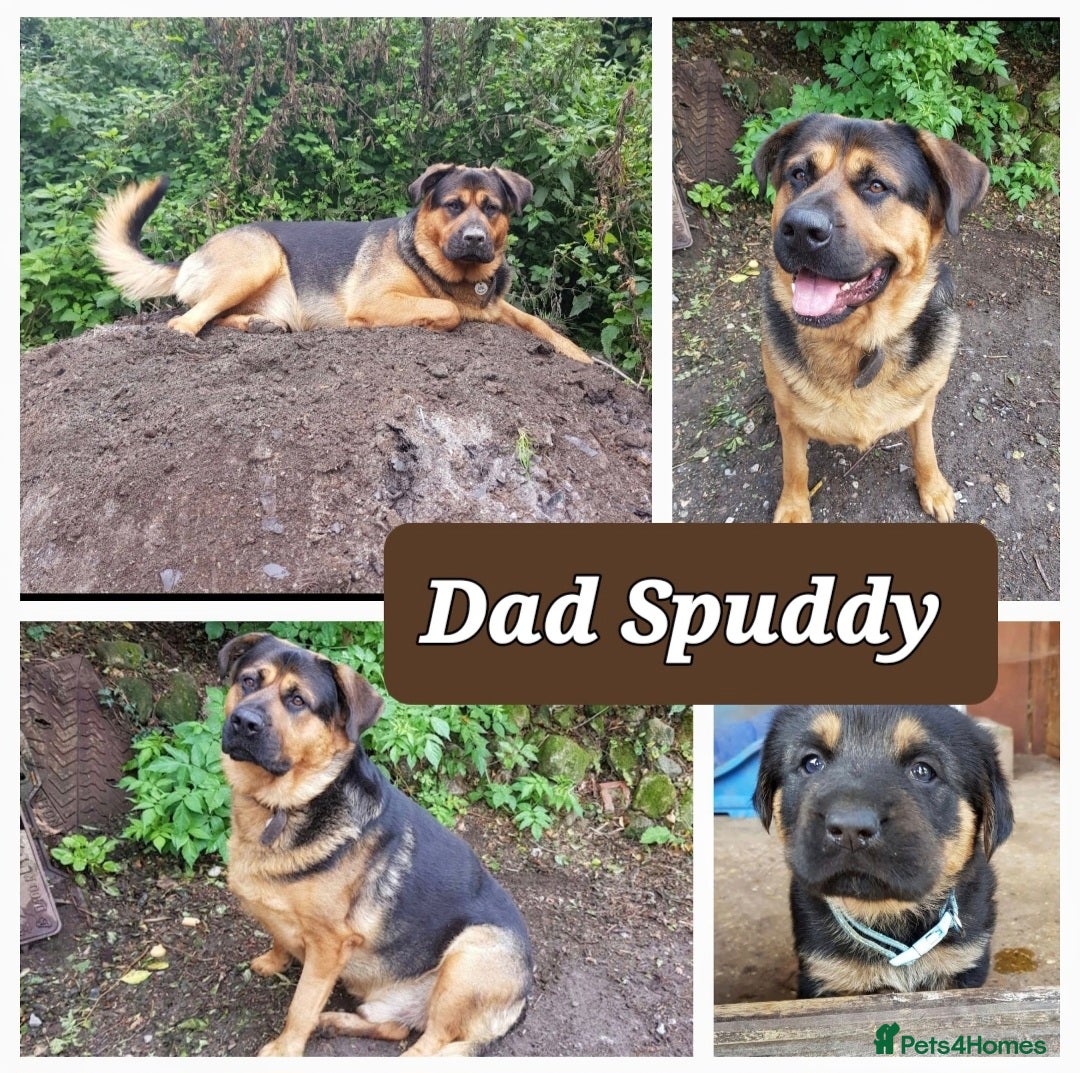 Mixed Breed dogs for sale: A stunning litter of gsd x rottie x mastiff pups  - Image 4