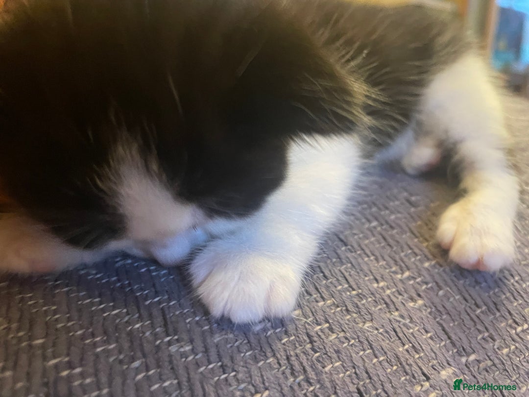 British Longhair cats for sale: British Longhair x domestic black white kittens - Image 5
