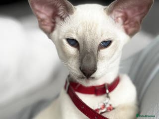 Oriental cats Beautiful Purebred Lilac Point Oriental Shorthair - Advert 2