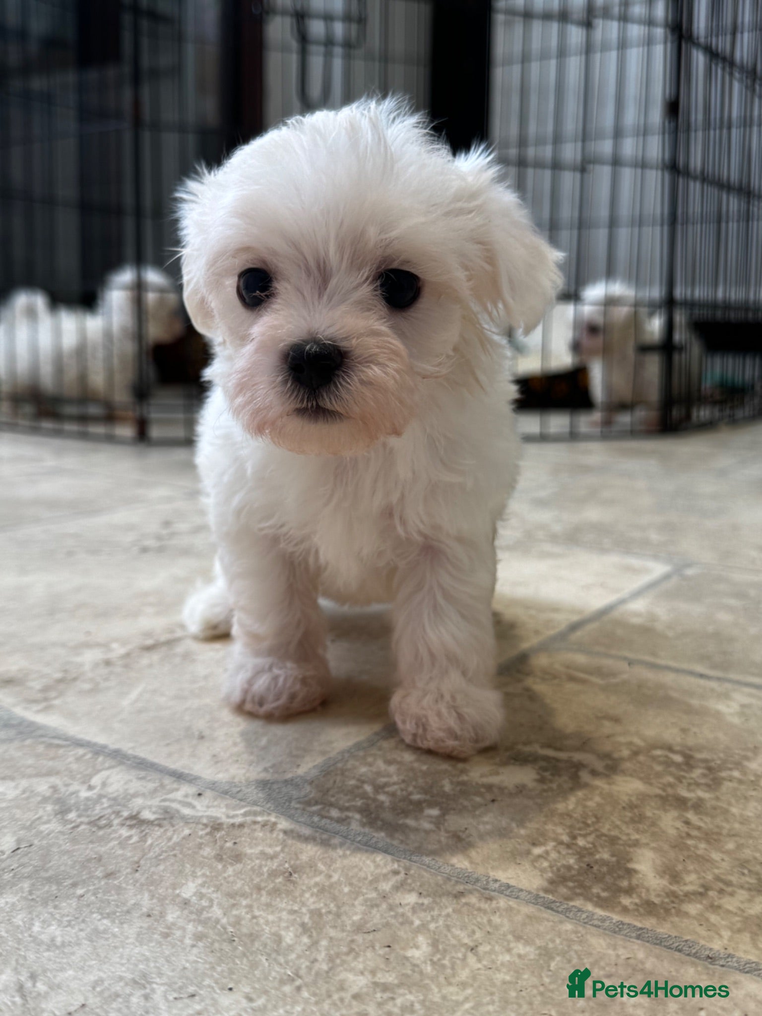 Maltese dogs Maltese Puppies - Advert 6